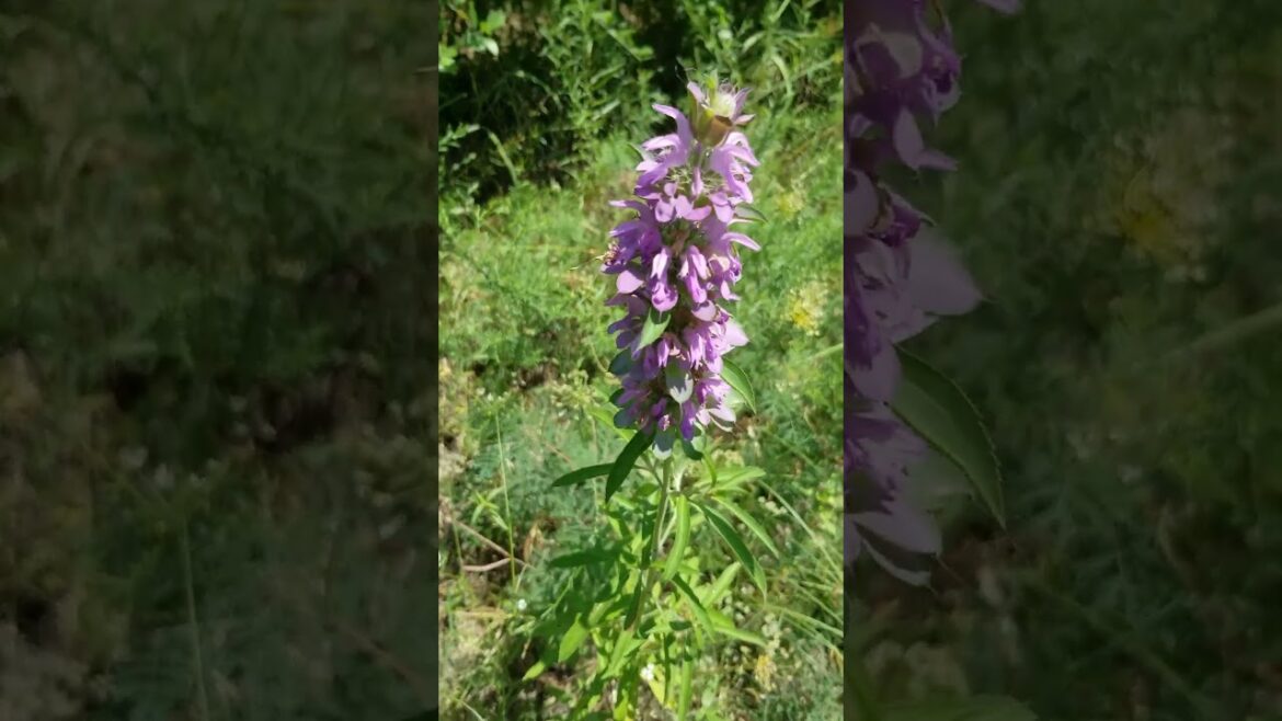 Purple Horsemint | Spotted bee balm | Native Wild Edible | Texas Cross Timbers Permaculture Garden