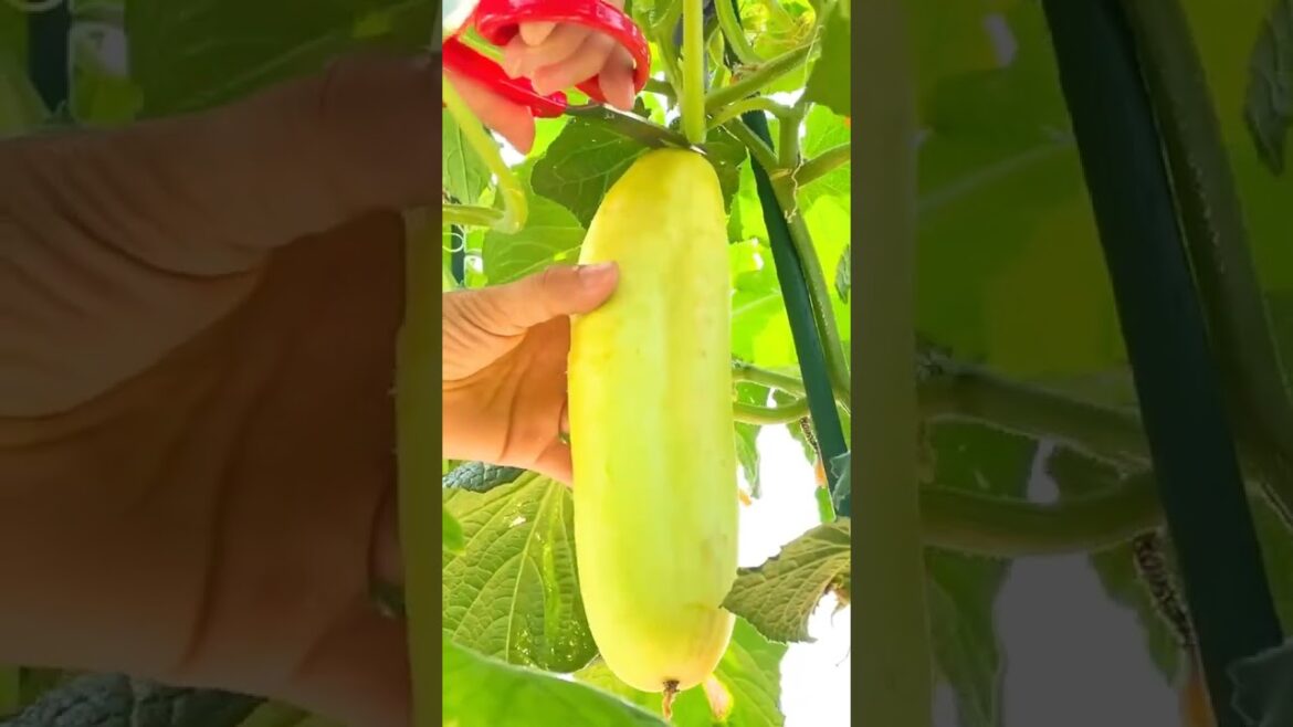 Beautiful Nature Garden Plan Natural life Style Beautiful landscapes