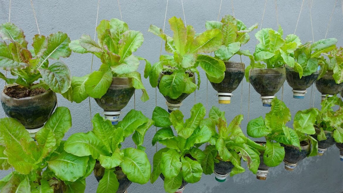 INCREDIBLE Space Saving: DIY Edible Garden Ideas from Plastic Bottles | Vertical Lettuce Garden