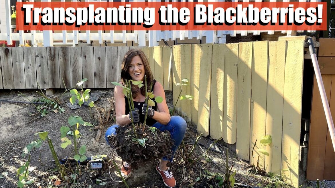 Transplanting Established Blackberries - Tips and Tricks for a Successful Relocation