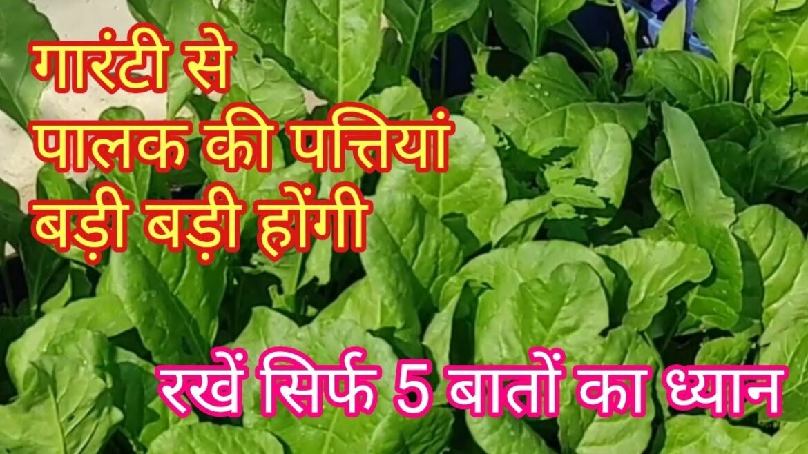 how we grow green leafy vegetables how we grow green leafy vegetables