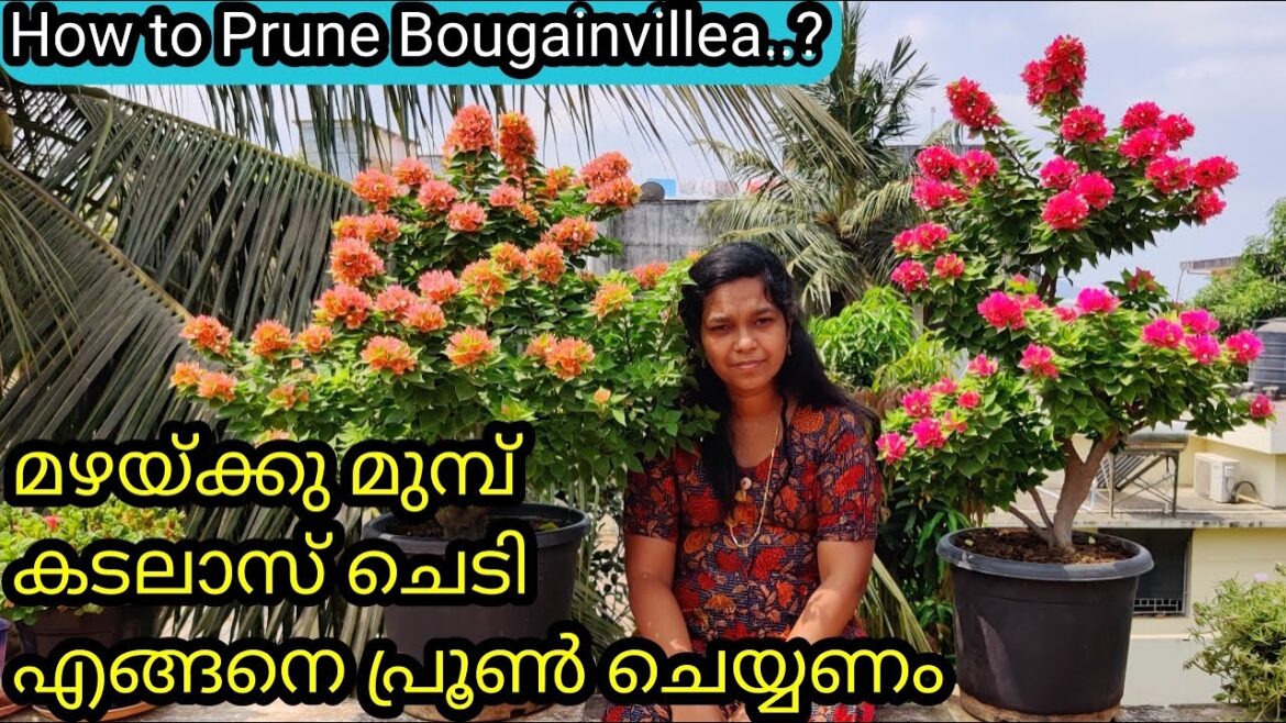 Pruning Tips of Bougainvillea | Fertilizer | കടലാസ് ചെടി പ്രൂൺ ചെയ്യുന്നതിൽ അറിയെണ്ട ചില കാര്യങ്ങൾ Pruning Tips of Bougainvillea | Fertilizer | കടലാസ് ചെടി പ്രൂൺ ചെയ്യുന്നതിൽ അറിയെണ്ട ചില കാര്യങ്ങൾ