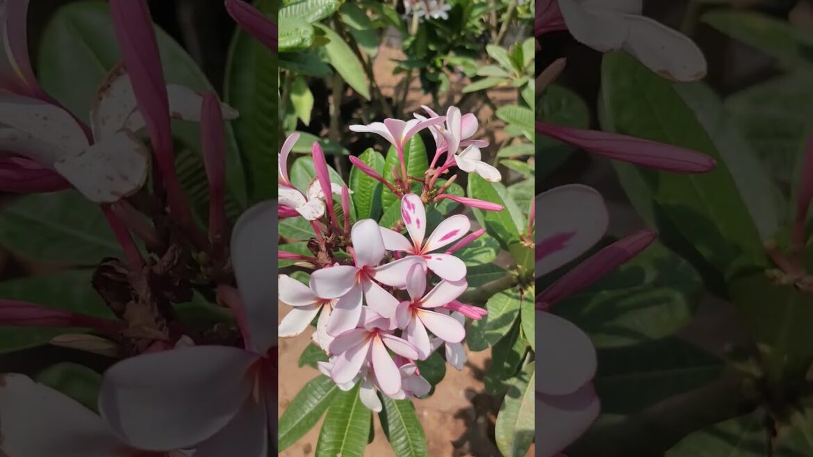 SENECIO चंपा #plumeria #frangipani Eyerelaxing #LivePlant #shorts #youtubeshorts #Buyonline #garden SENECIO चंपा #plumeria #frangipani Eyerelaxing #LivePlant #shorts #youtubeshorts #Buyonline #garden
