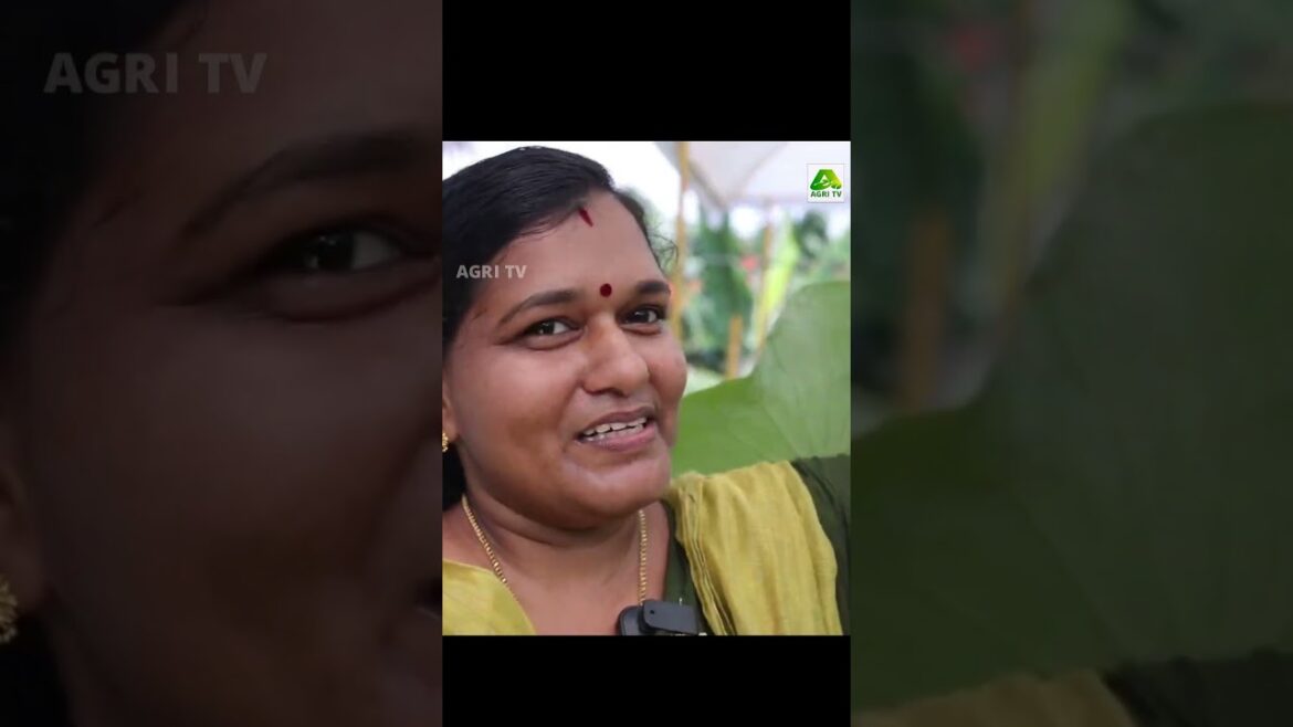 മനംമയക്കും മയൂരിയും മാരിഗോൾഡും! സ്വന്തമായി താമര ഇനങ്ങൾ വികസിപ്പിച്ച് വീട്ടമ്മ#lotusgarden #flowers മനംമയക്കും മയൂരിയും മാരിഗോൾഡും! സ്വന്തമായി താമര ഇനങ്ങൾ വികസിപ്പിച്ച് വീട്ടമ്മ#lotusgarden #flowers