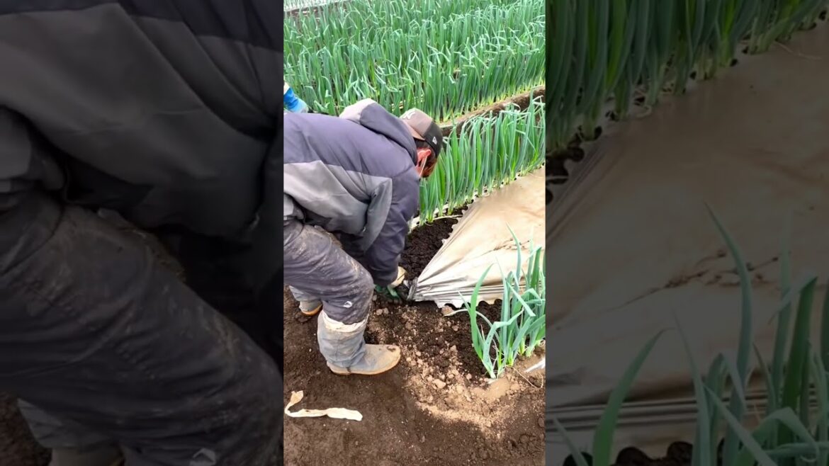 Green Onion farming in Japan #agriculture