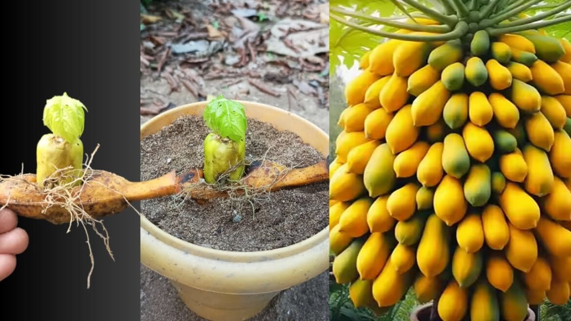 How to grow papaya tree from papaya with banane get amazing fruit,, Growing papaya tree in container