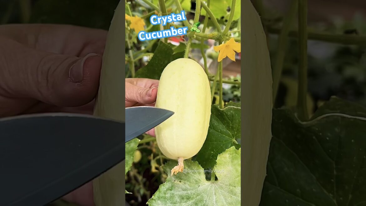 Crunchy Apple Cucumber🥒😍 #satisfying #shorts #fruitcutting #food