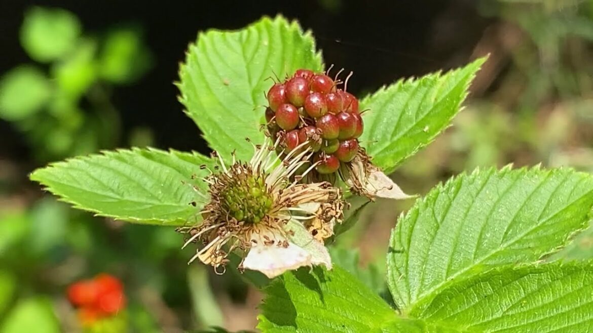 Ep. 30 - Creating a Backyard Food Forest in GA Zone 7b