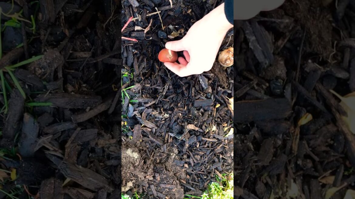 Tulip bulbs are in the ground! Here’s how! #nature #gardeningtips #garden #bulbs #gardening Tulip bulbs are in the ground! Here’s how! #nature #gardeningtips #garden #bulbs #gardening