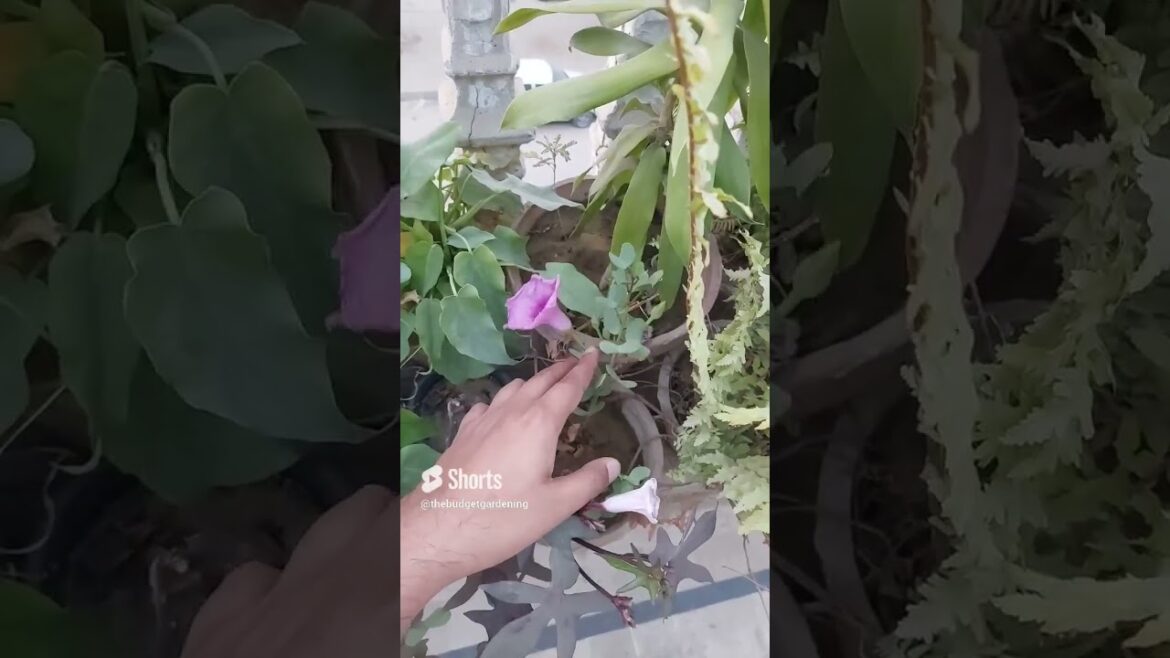 beautiful purple flowers in my rooftop garden 💜 #gardening #containergardening #viral #homeplants