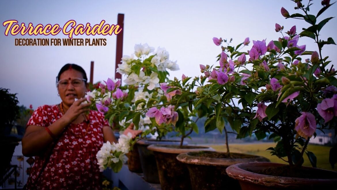 Terrace Garden Decoration Ideas for Winter Flowering Plants I Pabitra Garden Tips and Care