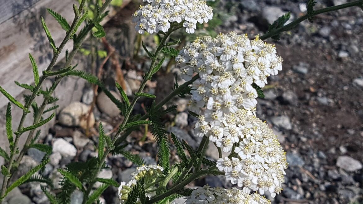 Backyard Garden with Alex Panassov - INTRO to my Channel
