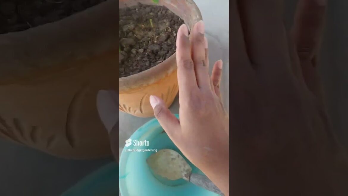 5000 rupees cocopeat wasted 😢 #homeplants #gardening #containergardening #viral #garden 5000 rupees cocopeat wasted 😢 #homeplants #gardening #containergardening #viral #garden