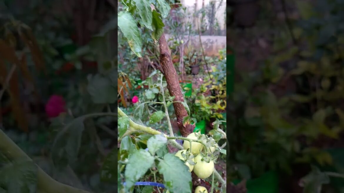 tamato farming // vegetables farming // kitchen garden // gardening