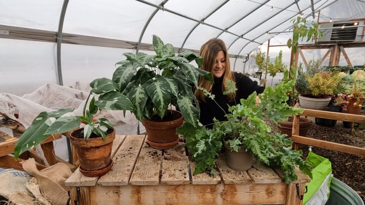 3 New Leafjoy Houseplants + Starting Geranium & Lisianthus Seeds! 🪴😍✨ // Garden Answer
