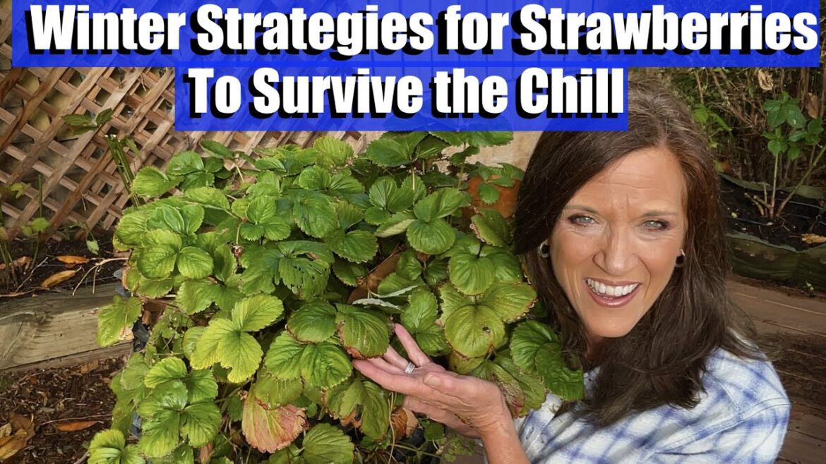 CaliKim: Winter Strategies for Strawberries to Survive the Chill/In Cold Winter Areas & Frost-Free Climates Winter Strategies for Strawberries to Survive the Chill/In Cold Winter Areas & Frost-Free Climates
