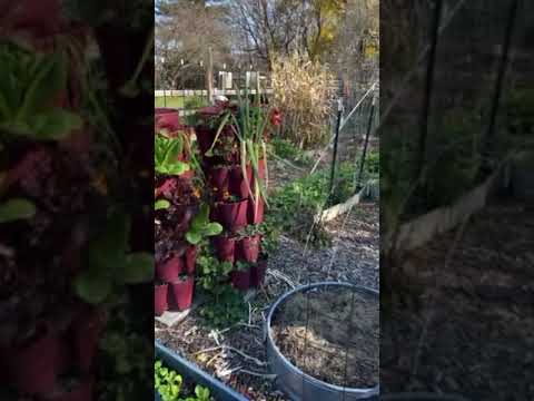 Gary Pilarchik: Using Alfalfa Pellets & Triacontanol (Plant Growth Hormone) in Your Garden Beds #garden #gardening Using Alfalfa Pellets & Triacontanol (Plant Growth Hormone) in Your Garden Beds #garden #gardening