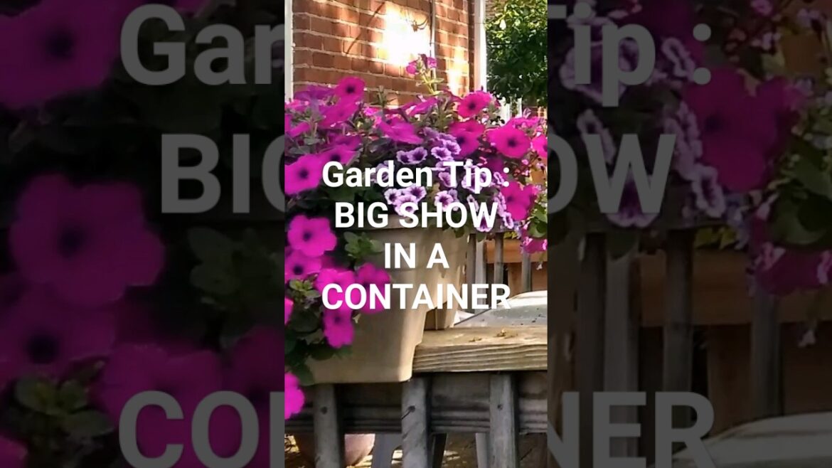 Garden Tip : BIG SHOW IN A CONTAINER!!!