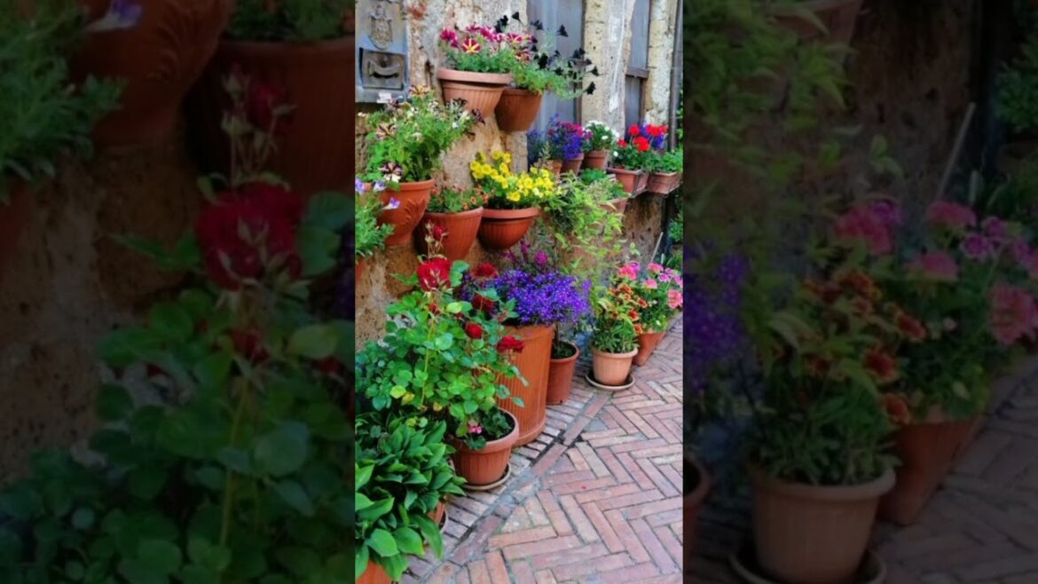 Hanging plants|indoor garden|botanical gardens|backyard|terrace|balcony ideas|landscape design