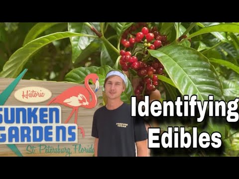 Unlock the Secrets of a Sunken Garden: Lets see how many Edible Plants we can identify here! Unlock the Secrets of a Sunken Garden: Lets see how many Edible Plants we can identify here!