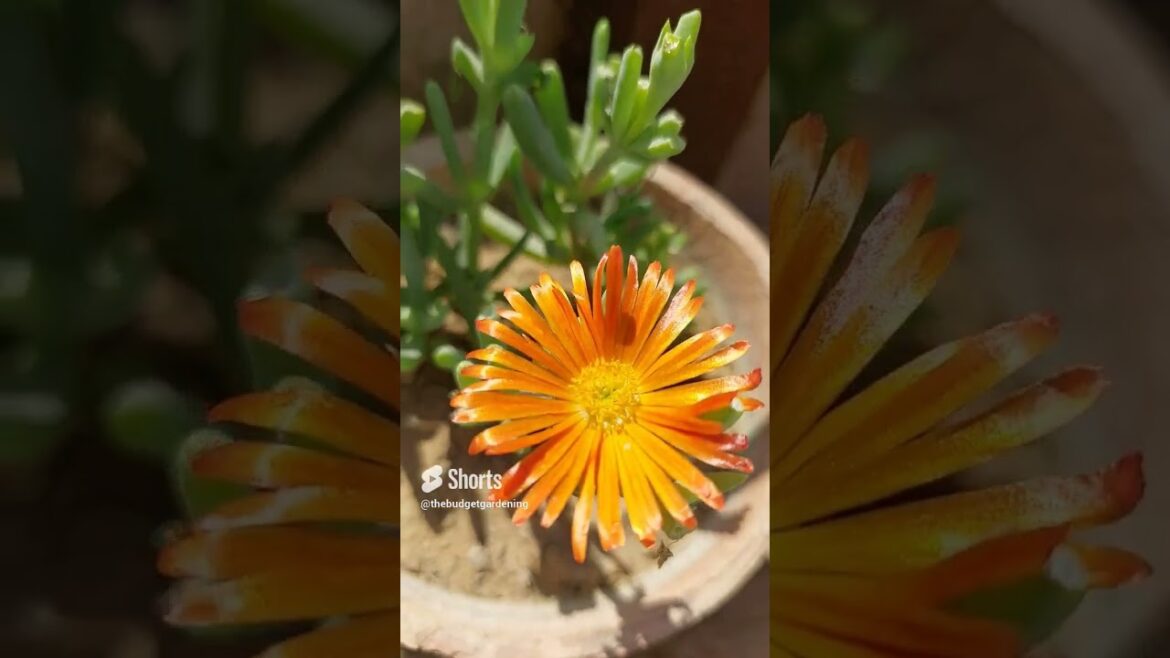 beautiful orange flower 🌼 #rooftopgarden #containergardening #shorts #gardening #viral #homeplants