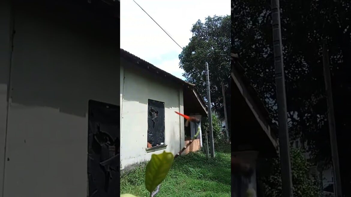 Nature 🌳 Garden Fly's 🐦Dragonflies 🐉 #shorts #nature #animals #subscribe