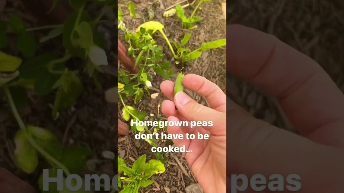 Home Gardening Facts - Did You Know This About Outdoor Peas?