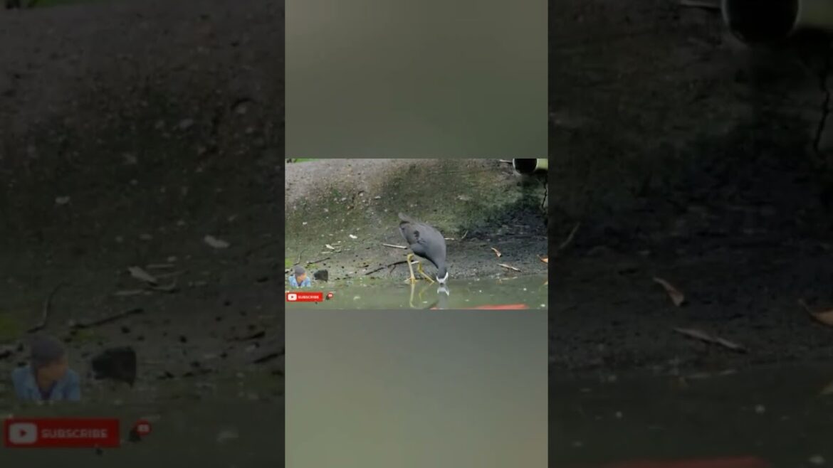 The rice bird chirped #shorts #feedshorts #natgeo #netflix #animals #birdslover #river #4k #movie