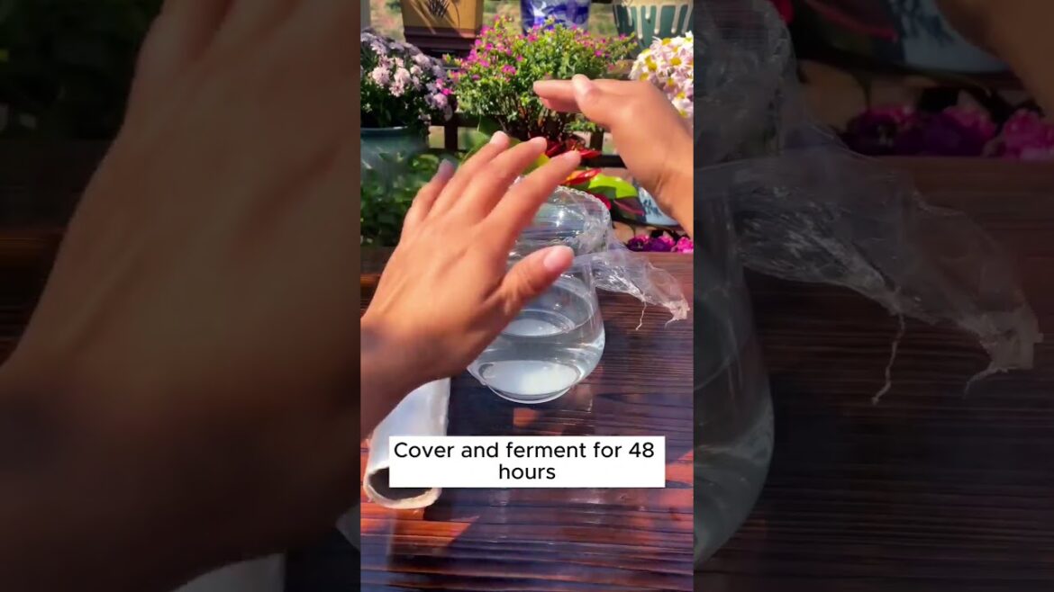 Unlocking Nature's Secret: Homemade Rooting Elixir for Rapid Growth #planting #rootinghormone