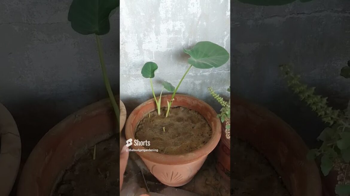 arvi ka plant, at my rooftop garden it’s like an aurnamental plant #homeplants #containergardening arvi ka plant, at my rooftop garden it's like an aurnamental plant #homeplants #containergardening