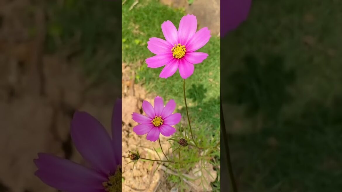 One flower, one grass, one world #waste #diy #gardeningsupplies #handmade #flower #ecogardening