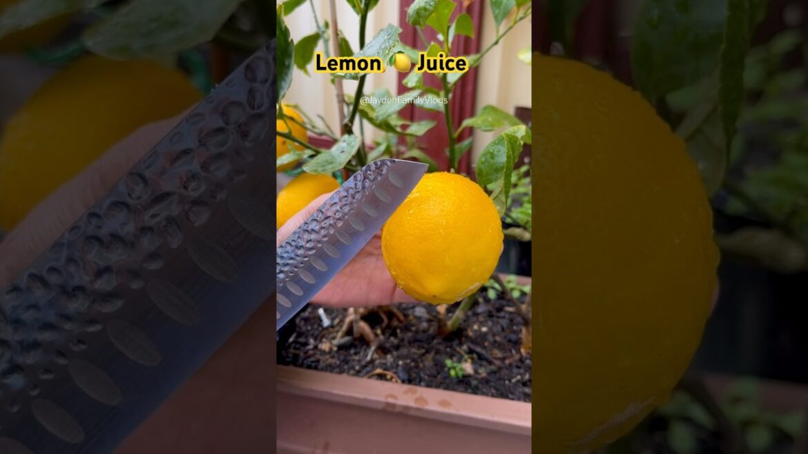 Let’s Cut the LEMON 🍋 😱😱 #satisfying #shortsvideo #fruitcutting