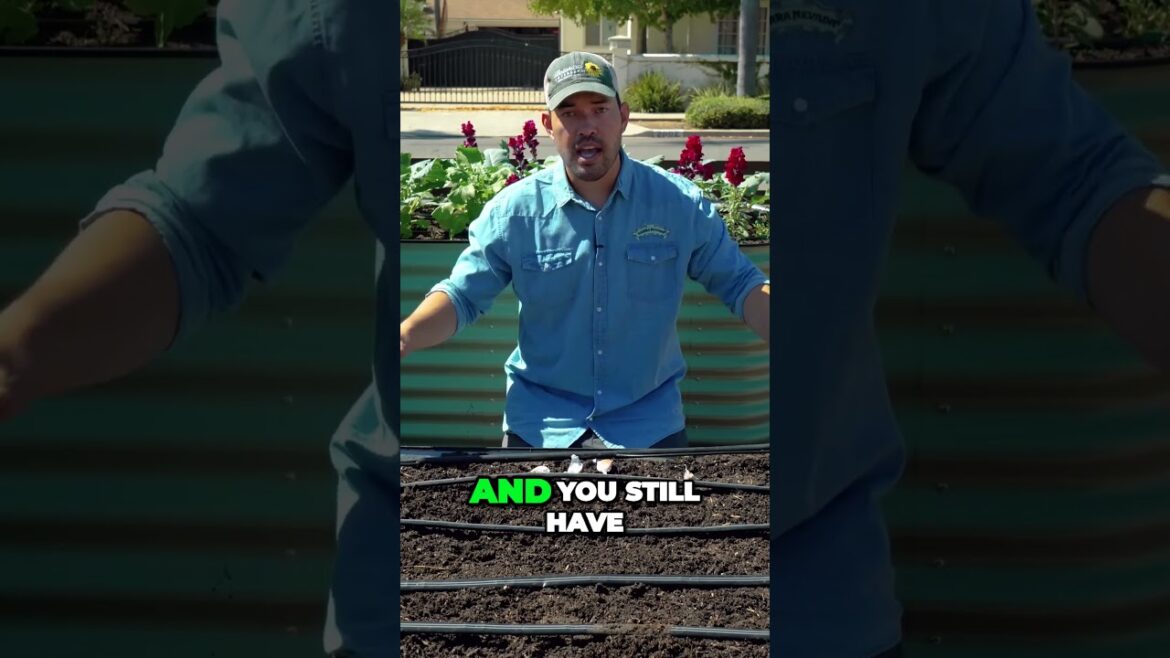 Grow your own green garlic for a delicious culinary treat #garden