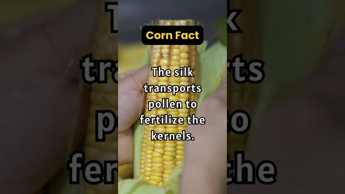 Surprising Corn Fact π²π² #shorts #gardening Surprising Corn Fact π²π² #shorts #gardening