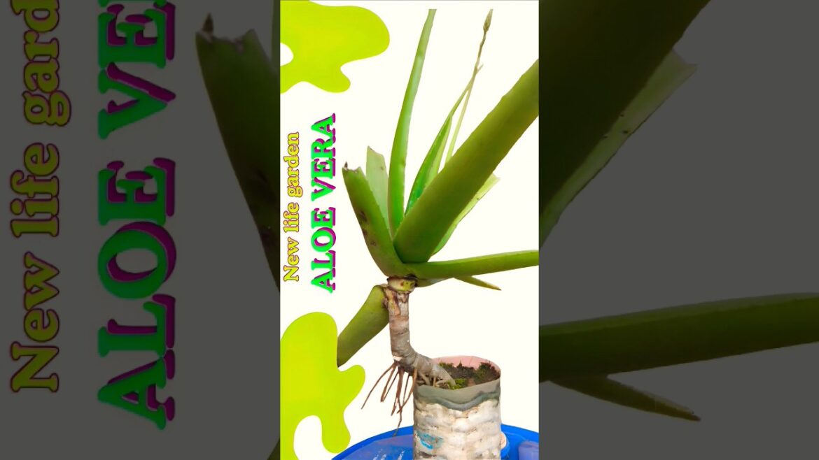 Achieve Incredible Results with Aloe Vera Gardening Tips #short