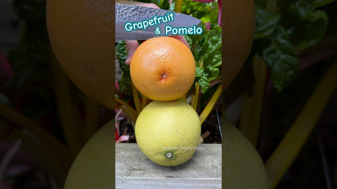 Grapefruit or Pomelo 😱😱 #satisfying #shortsvideo #garden #shorts #amazing