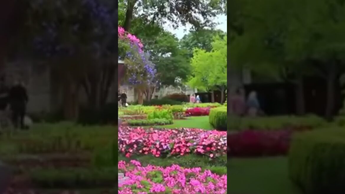 Nature Garden | Beautiful WhatsApp Status | Nature sound | Birds Chirping Nature Garden | Beautiful WhatsApp Status | Nature sound | Birds Chirping