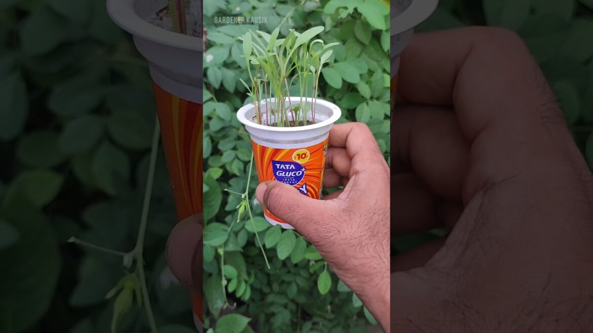 Simple reusing of plastic container to grow leafy vegetable #shorts #reuse #vegetables