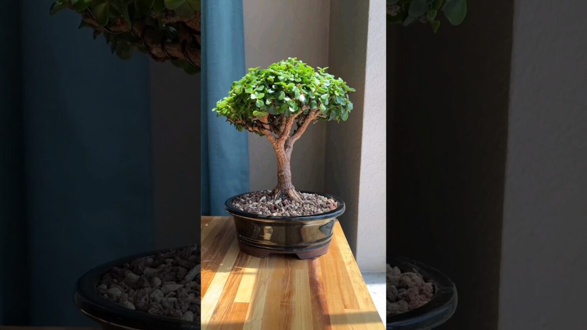 Jade Plant Bonsai Repotting | #shorts #bonsai #viral #youtubeshorts #jadebonsai #bonsaitree Jade Plant Bonsai Repotting | #shorts #bonsai #viral #youtubeshorts #jadebonsai #bonsaitree