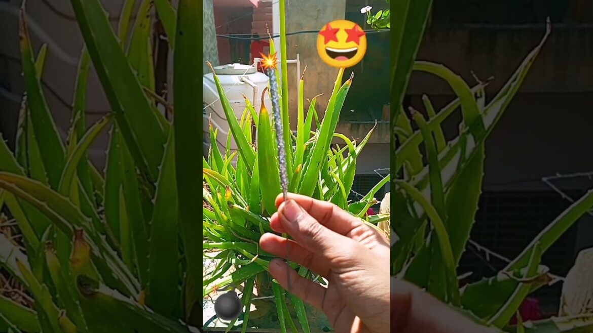 🤩🔥💣💥 diwali pataka💥🤩 | 🔥🥵diwali 💣 🔥 |🔥🤩diwali crackers 💥 | diwali sparkles #viral #unboxing #shorts