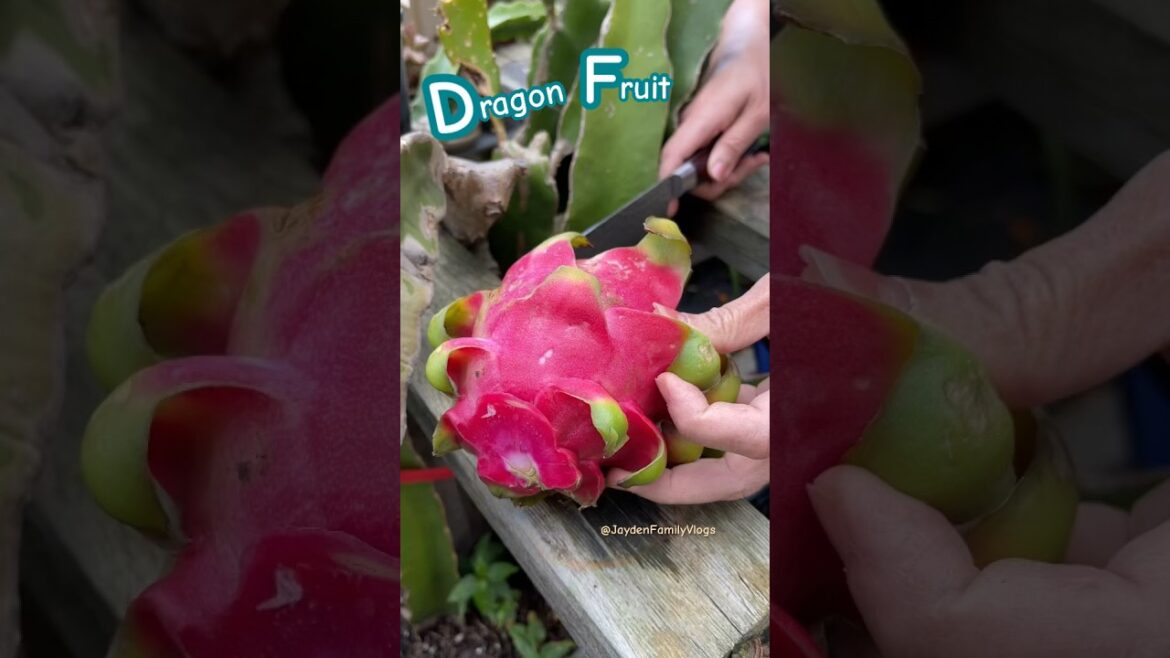 Dragon Fruit RED π±π±#satisfying #shorts #fruitcutting #dragonfruit #cactus #garden #fruit Dragon Fruit RED π±π±#satisfying #shorts #fruitcutting #dragonfruit #cactus #garden #fruit