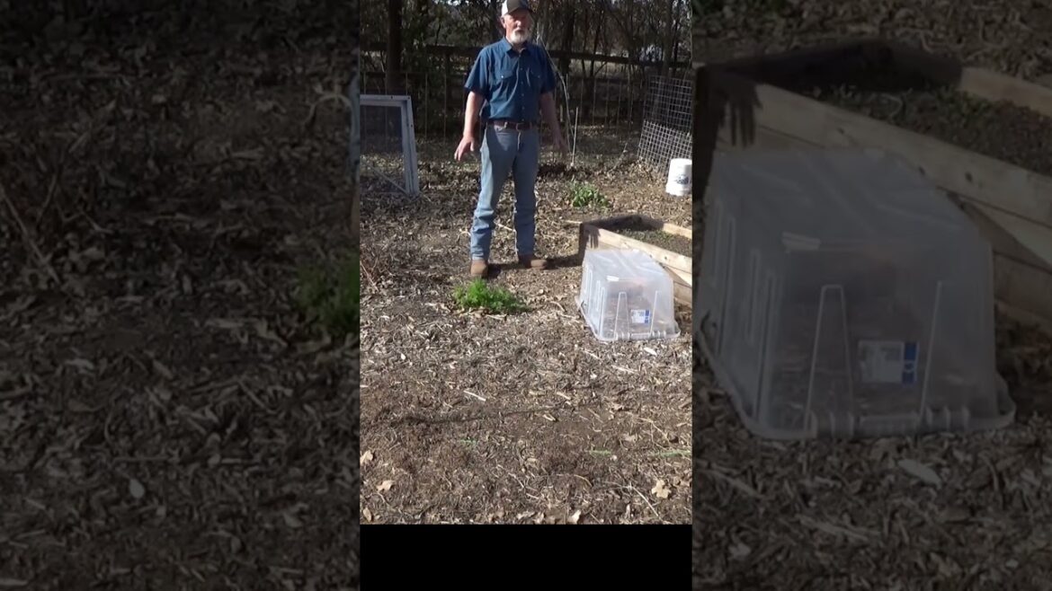 Deep mulch gardens don't need to be watered as often #garden #gardeningtips #mulch
