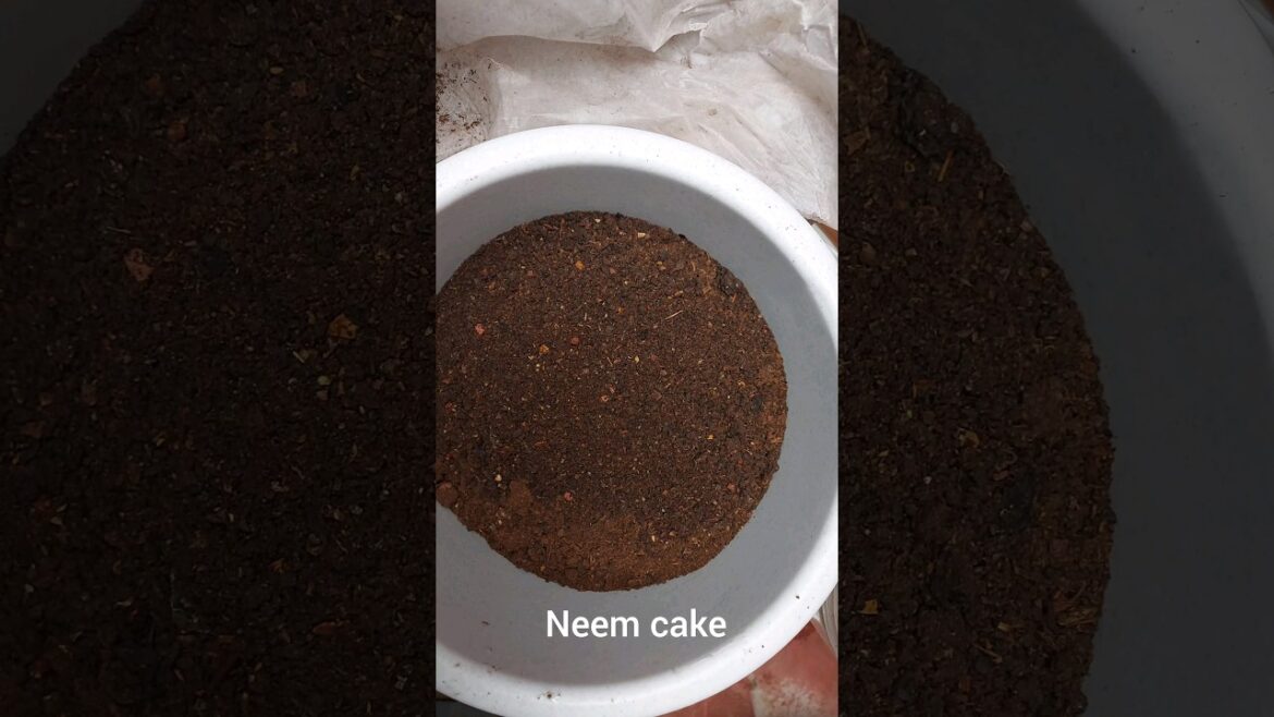 Unlock the Secrets of Cow Dung Manure: Boost Your Plant Growth #gardening #fertilizer #organic