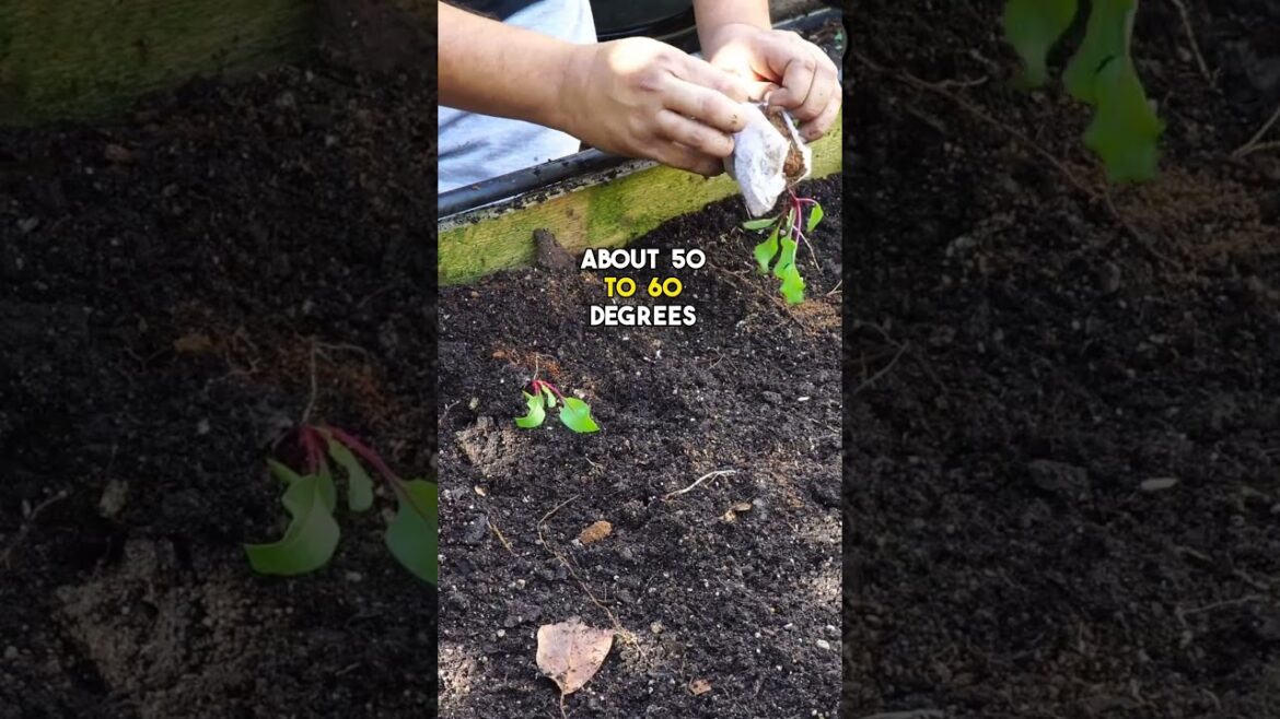 Easy Beetroot Growing Guide! 🌱 #Shorts