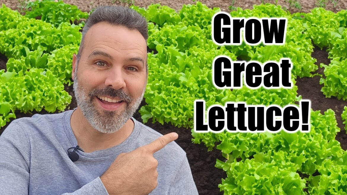 California Garden TV: How to Grow Lettuce // Complete Guide! How to Grow Lettuce // Complete Guide!