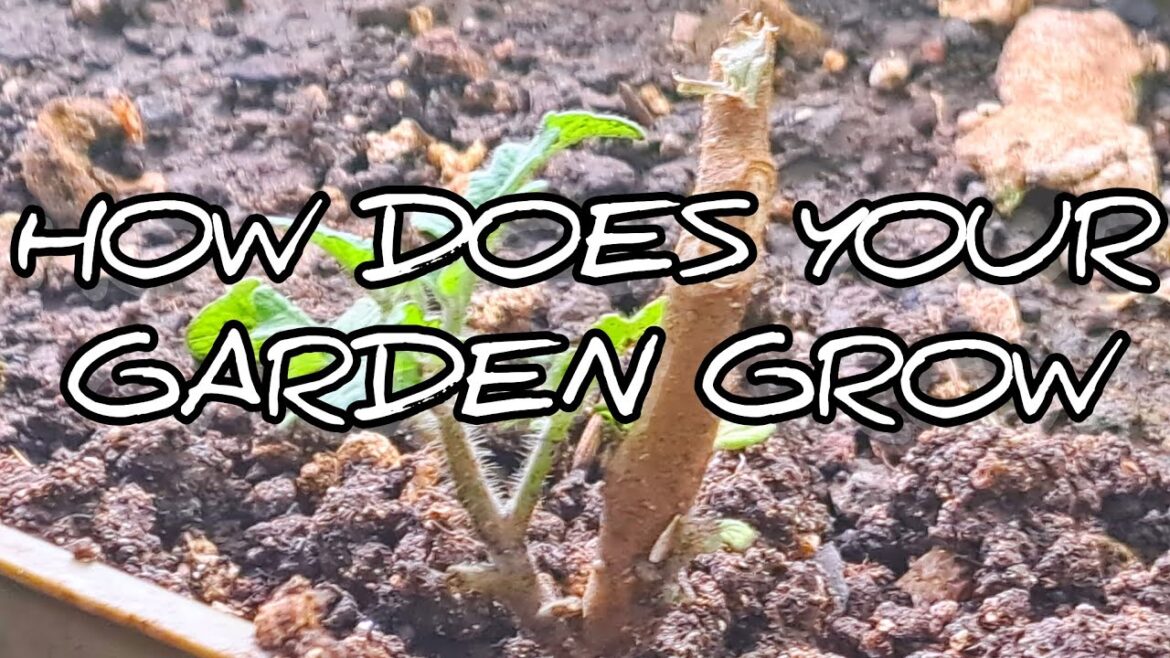 How Does Your Garden Grow | #gardeningthroughthewindow