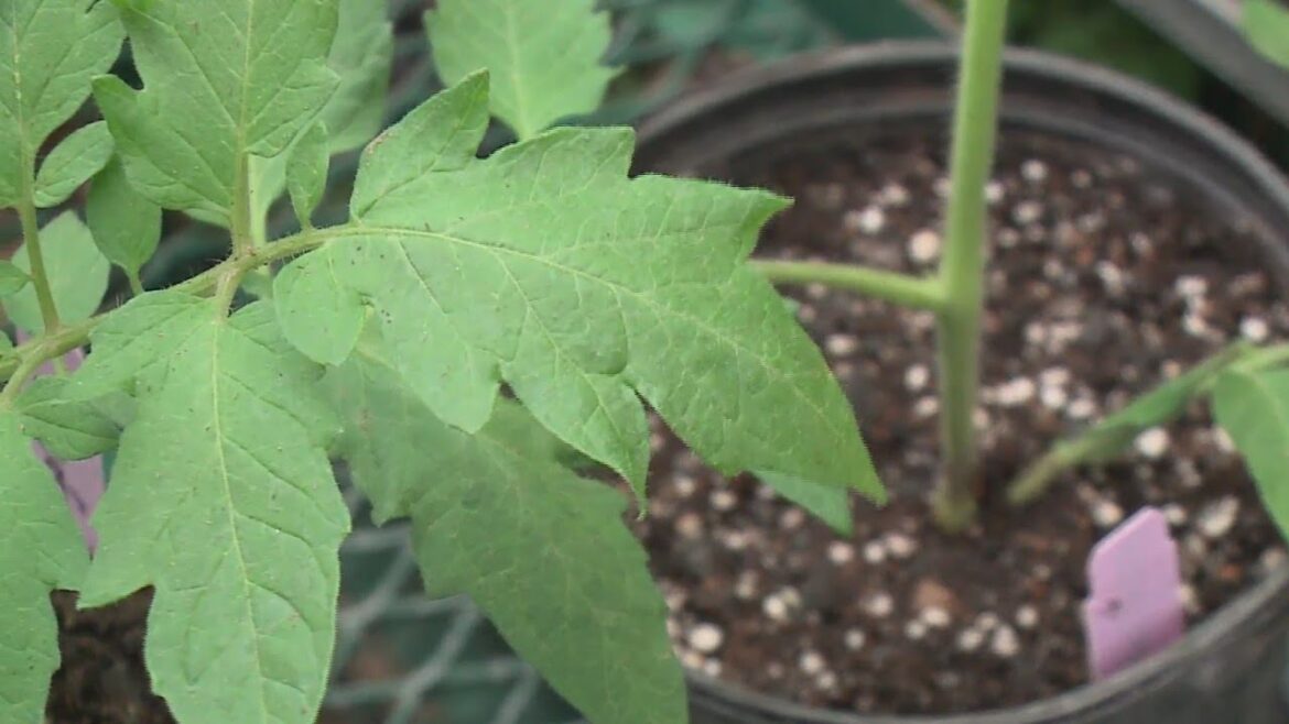 Weekend Gardener: Growing the best tomatoes