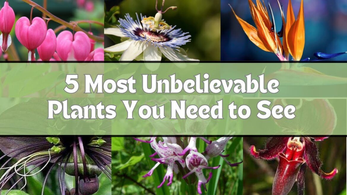 World_unique_beautiful_plants_names for home garden|| @Ghazianeyenaturalist