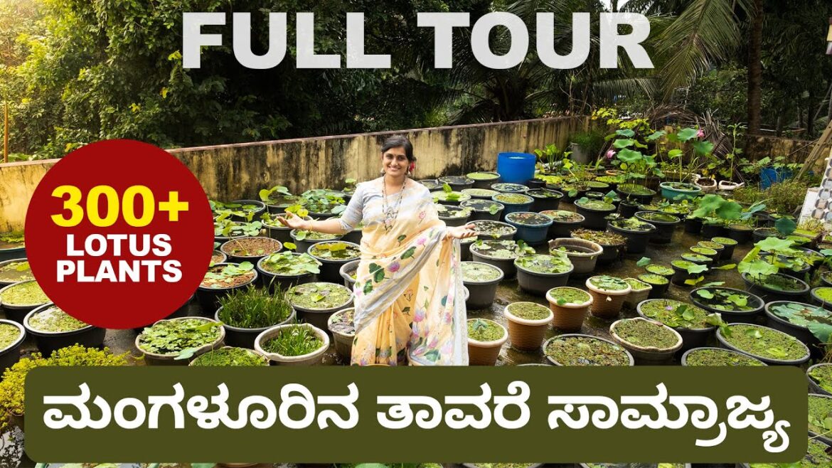 Incredible Terrace Lotus Garden in Mangaluru | ಮಂಗಳೂರಿನ ತಾರಸಿಯಲ್ಲಿ ಒಂದು ತಾವರೆ ಲೋಕ