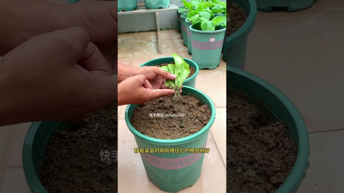 how to gardening tips vlog at home/ happiness life #gardentips #short how to gardening tips vlog at home/ happiness life #gardentips #short